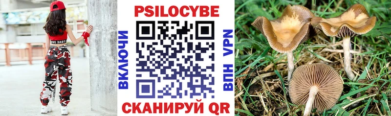 цены   Фатеж  Псилоцибиновые грибы Cubensis 